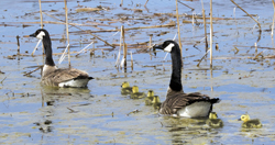 Geese and Goslings  9929